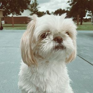 Meet your Posher, Betsy